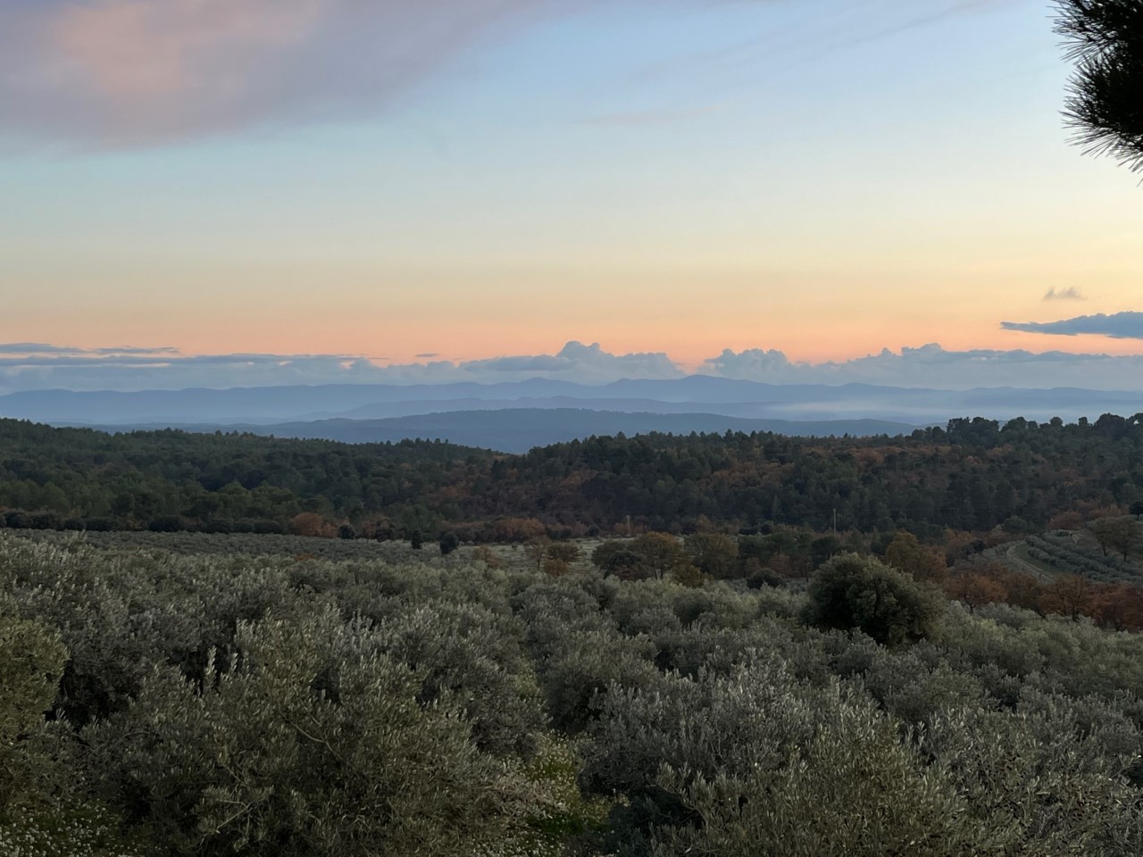 Photo The olive grove of Taurenne