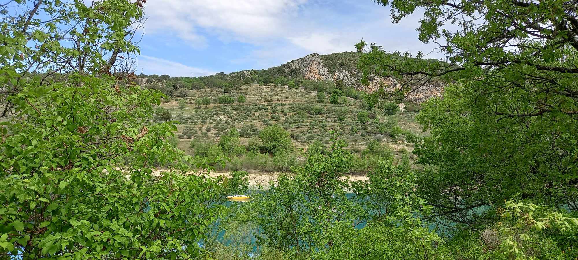 Photo Remarkable view of the olive grove at Bauduen