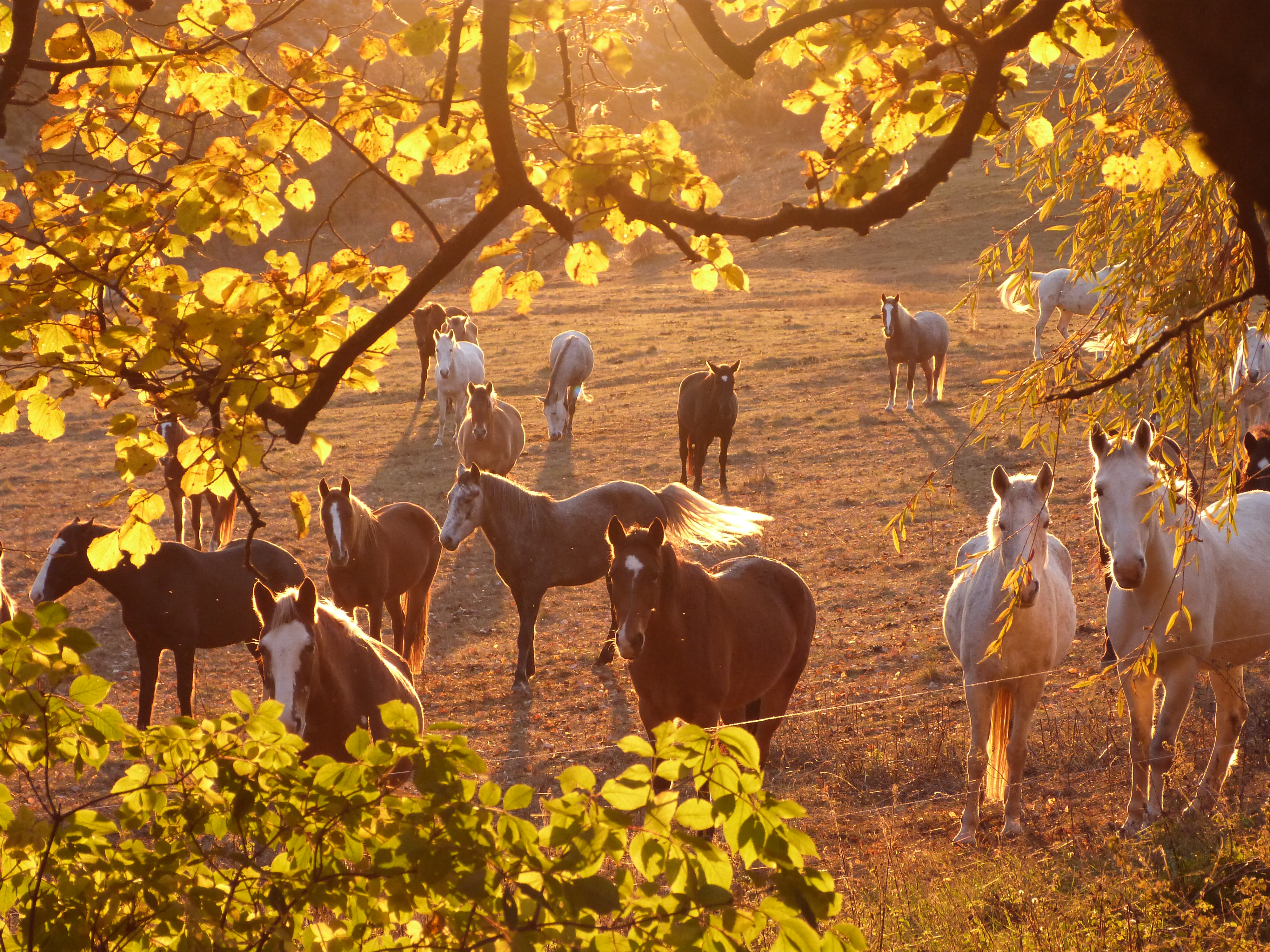 Photo Les Chevaux du Verdon