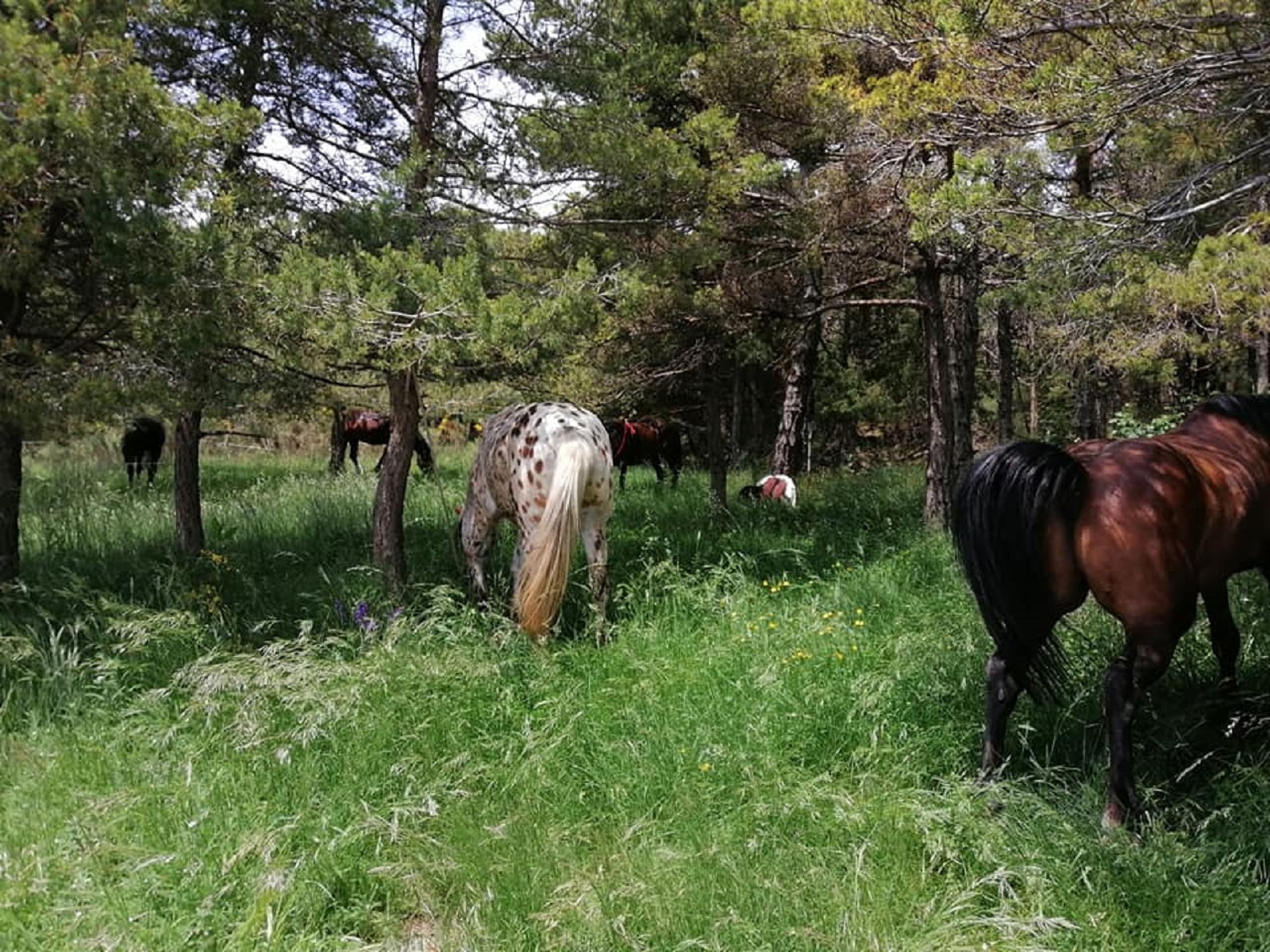 Photo Equestrian domain of the Adrech