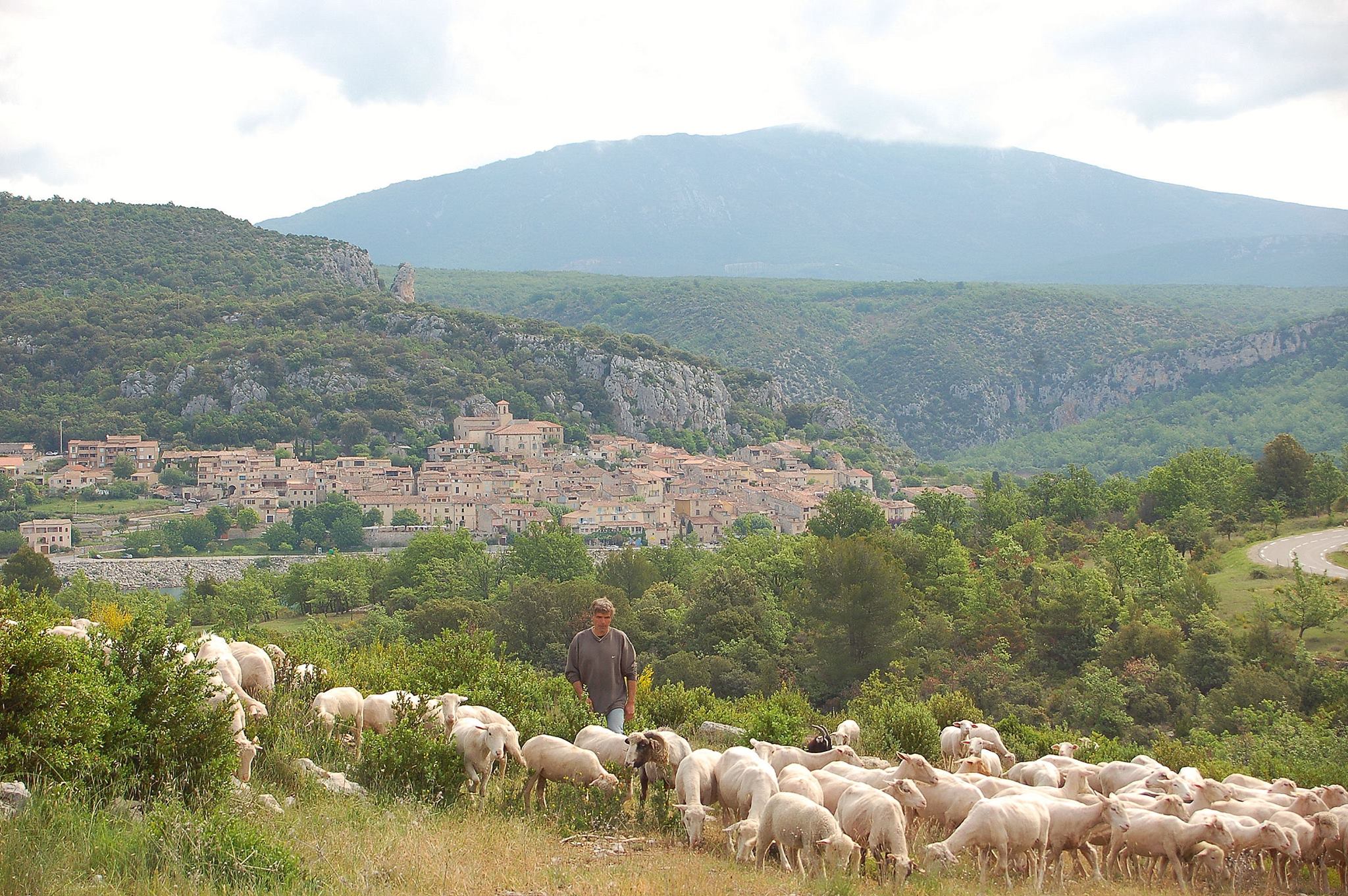 Photo L'agneau de Bauduen