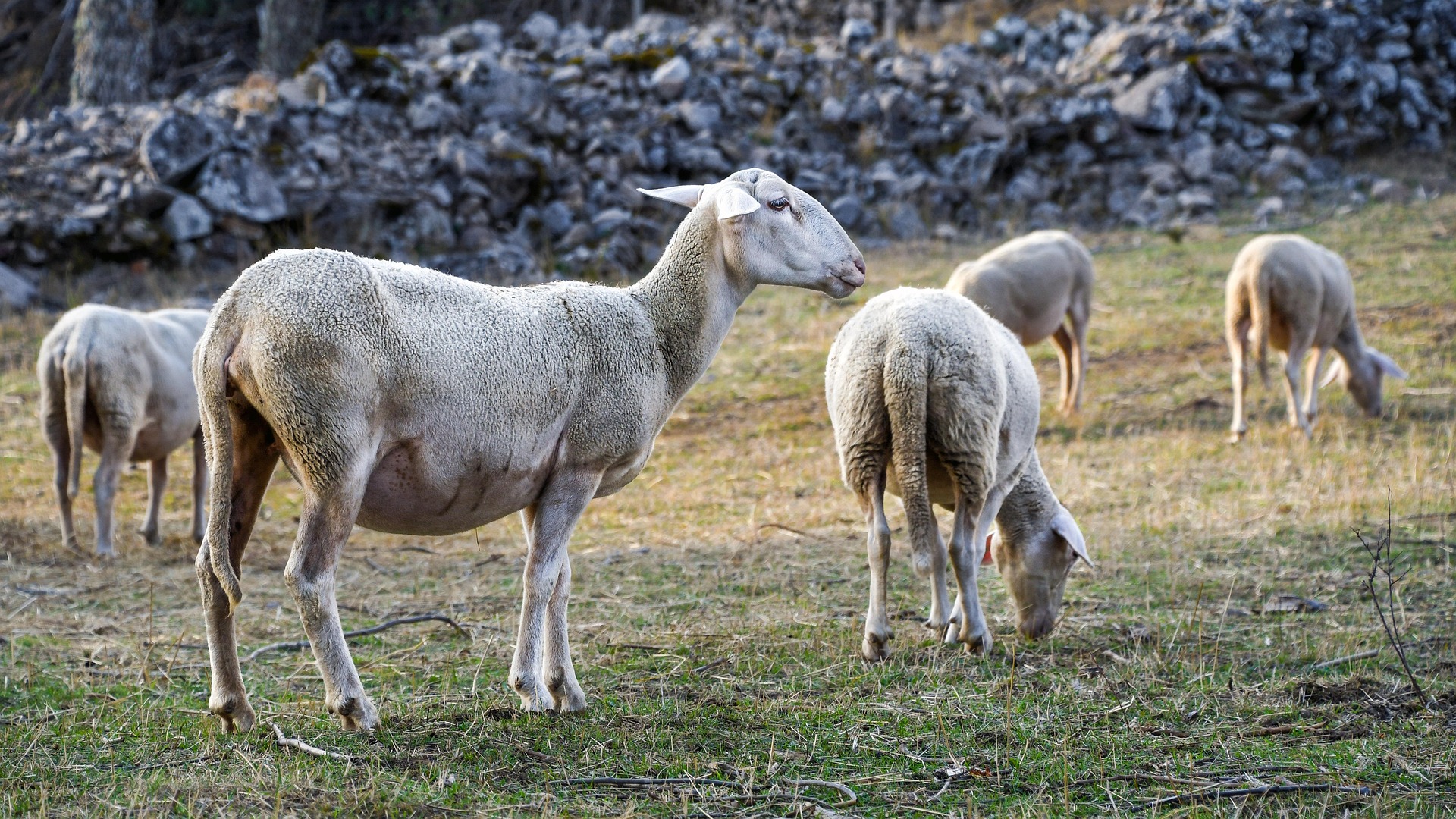 Photo The Farm of Bagarry